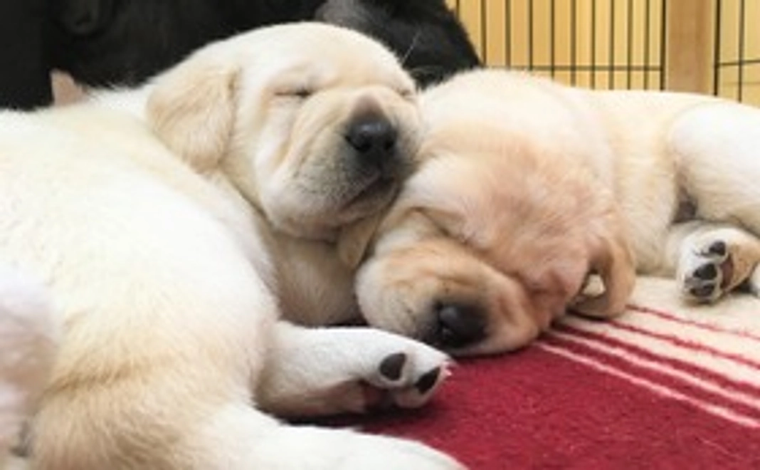 5千円支援コース｜限定アイコン