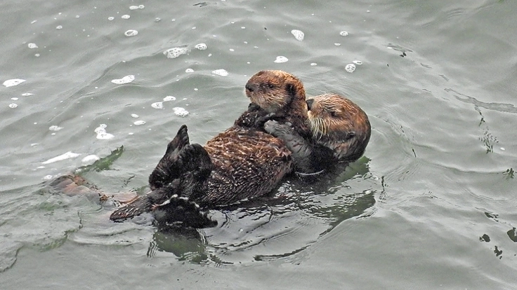 霧多布で子育てする野生ラッコといつまでも