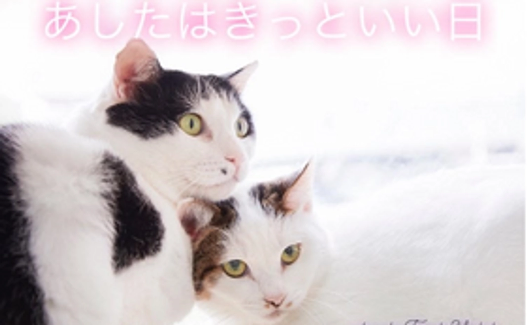 猫ちゃんの画像+ホームページにお名前掲載