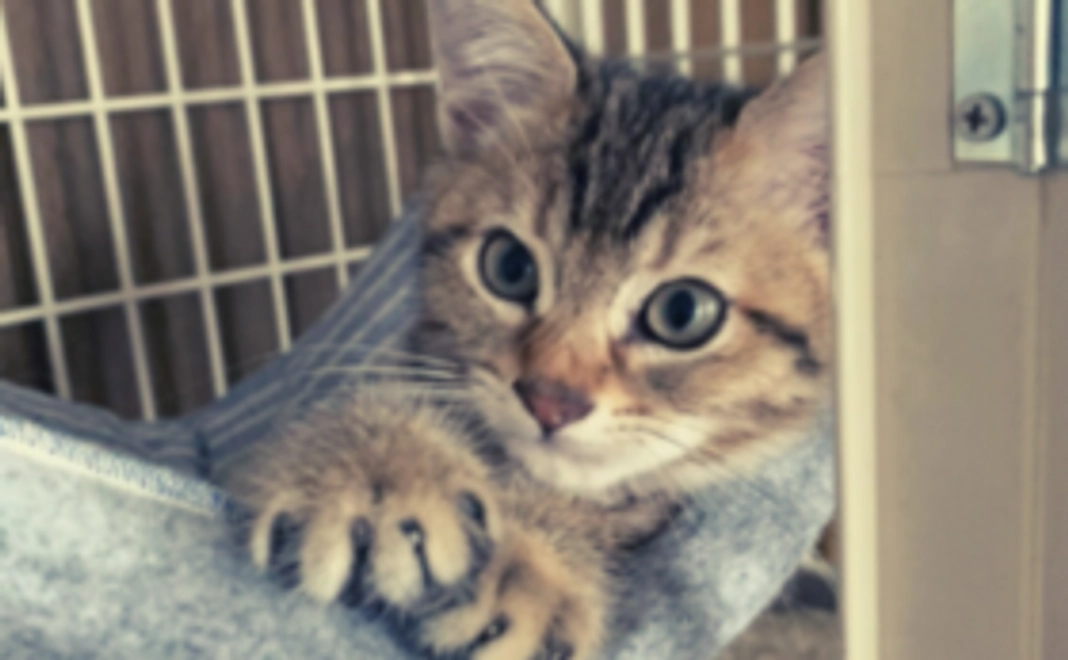 応援コース｜10,000円