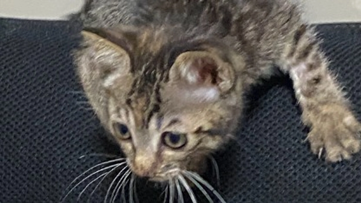 TNR終了と、子猫の譲渡決定