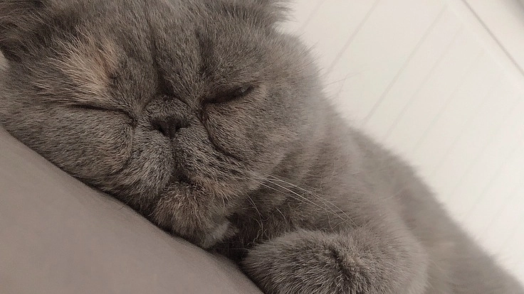 3歳の猫(肥大型心筋症、肺水腫、弁逆流症)を助けてください