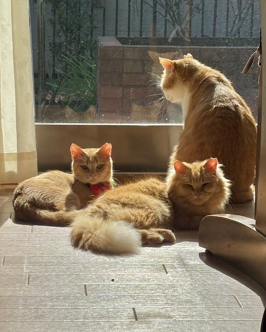 一気に ご紹介 ずっとのお家が決まりました