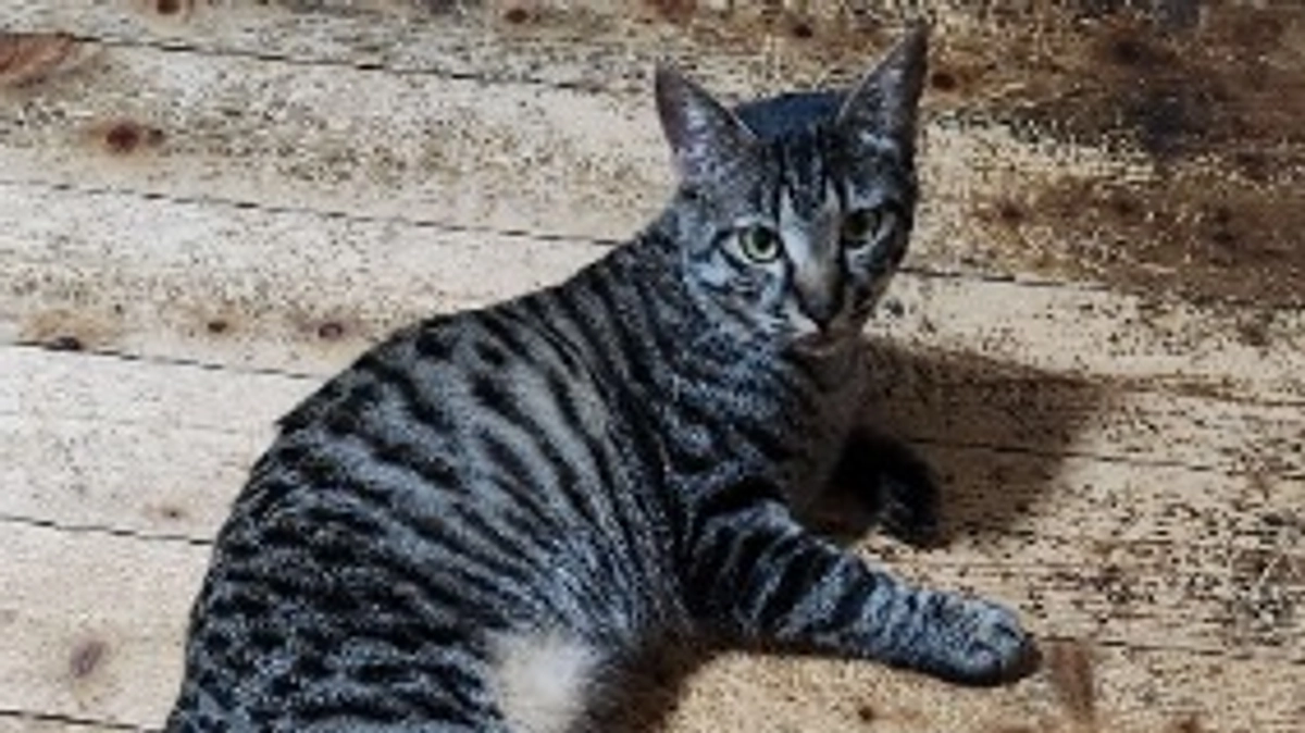 楓日記(10月1日)