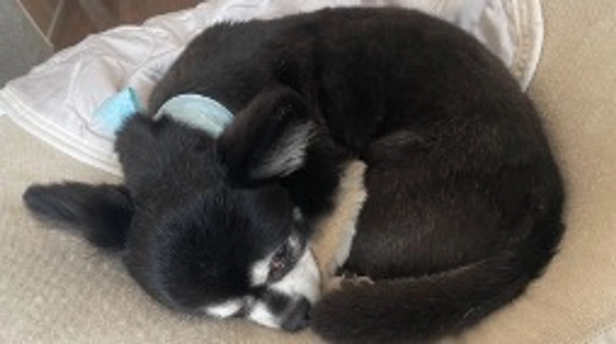 まめのお薬について