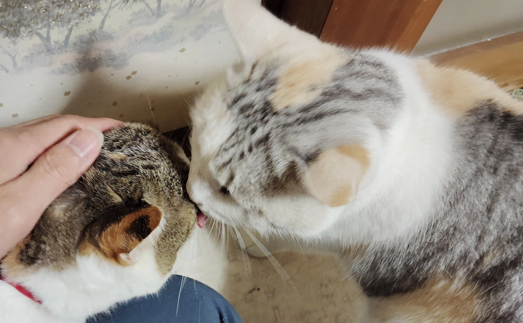 応援5000円コース