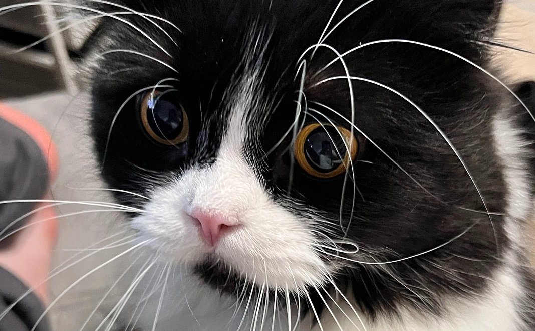 ご支援お礼のメールとししゃもの写真２