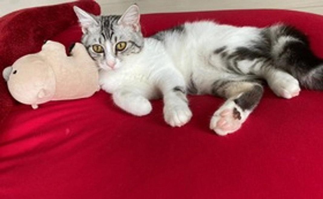 トム  頑張れ！ (リターン不要)