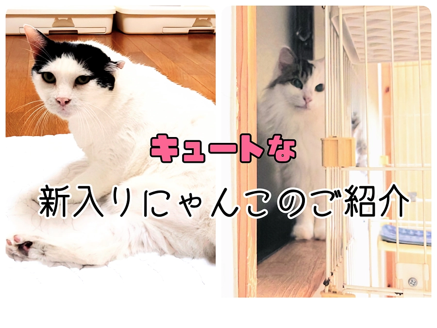 保護部屋に大人猫が仲間入りしました