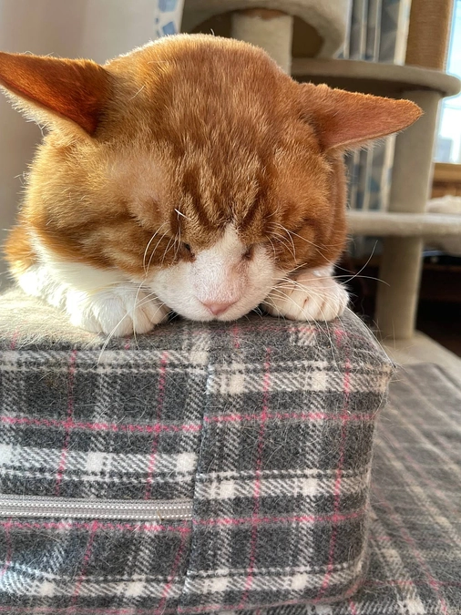 ２月１０日、クロネコヤマトが息を引き取りました。