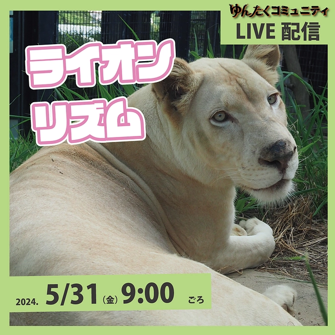 ゆんたくコミュニティ限定ライブ配信「ライオンのリズムとおっかけっこ」