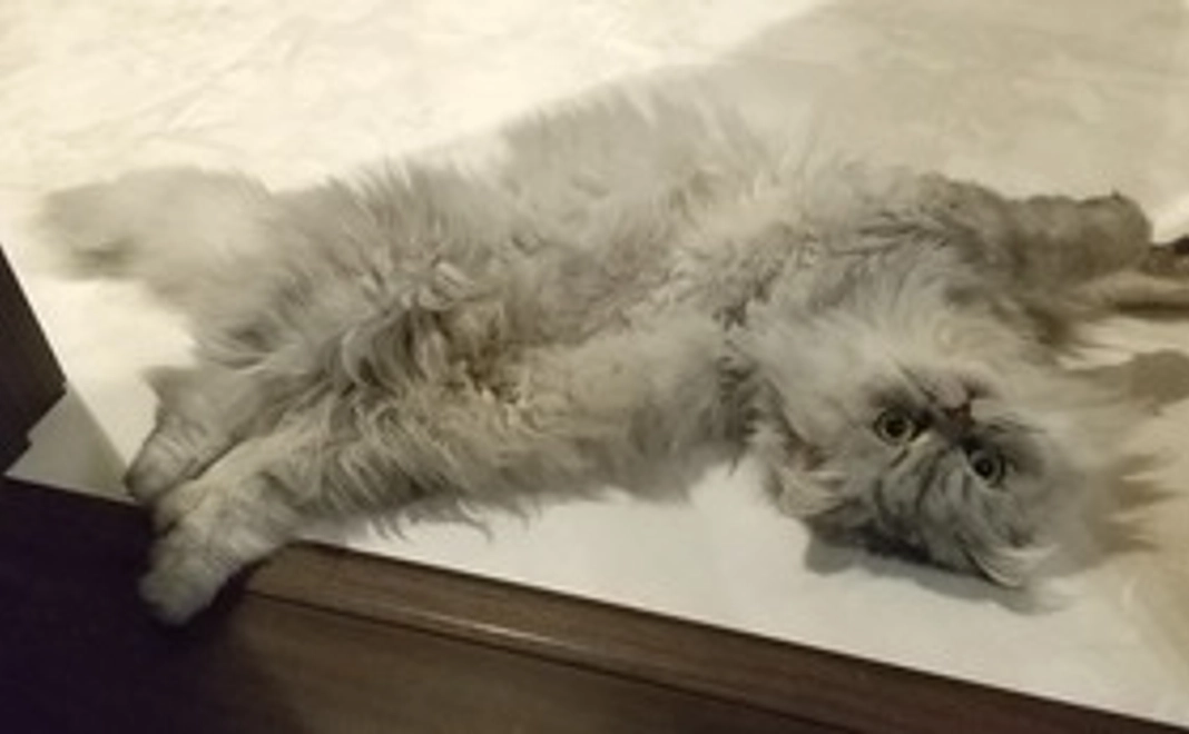 必ず救いたい！