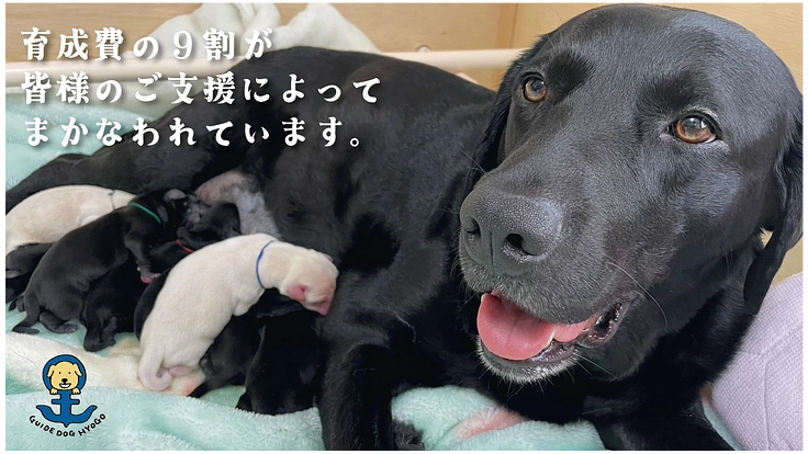 視覚障がい者の明るい未来を実現する盲導犬の育成費にご支援を！ 2枚目