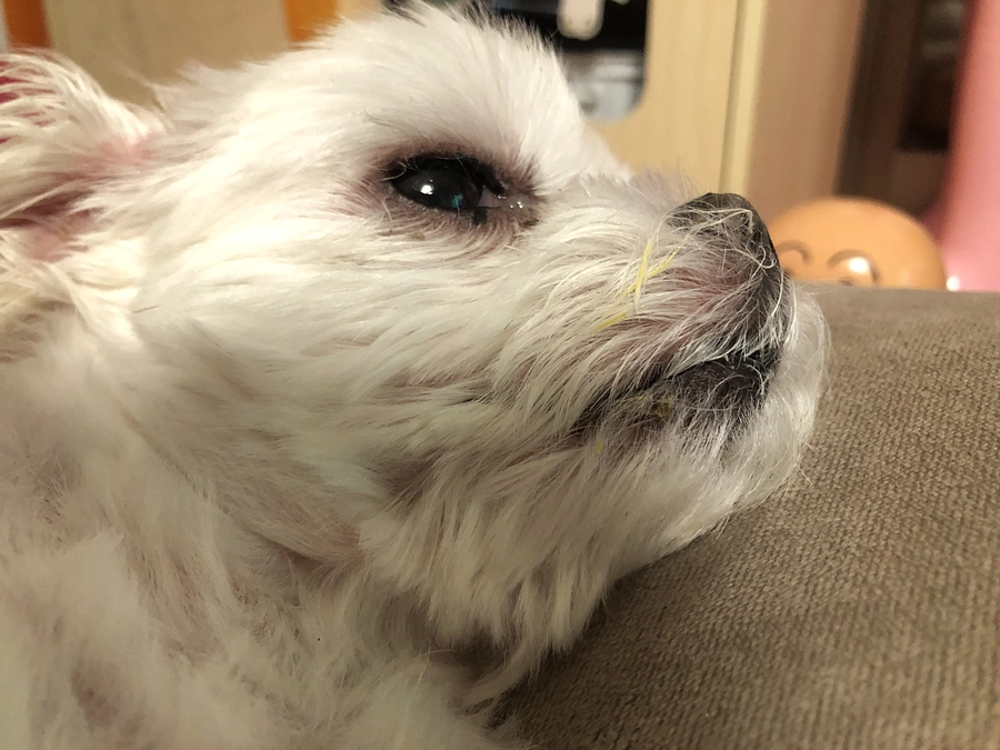 8/5のパフ太(*^_^*)