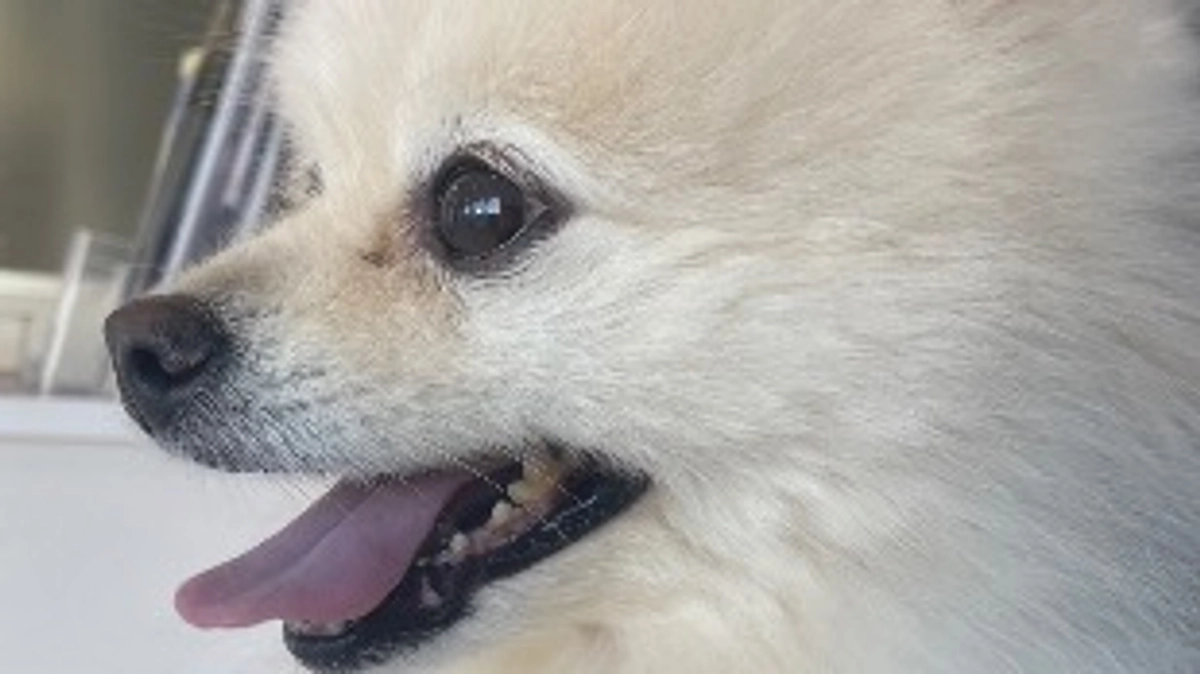 ２月１１日 （火）手術日