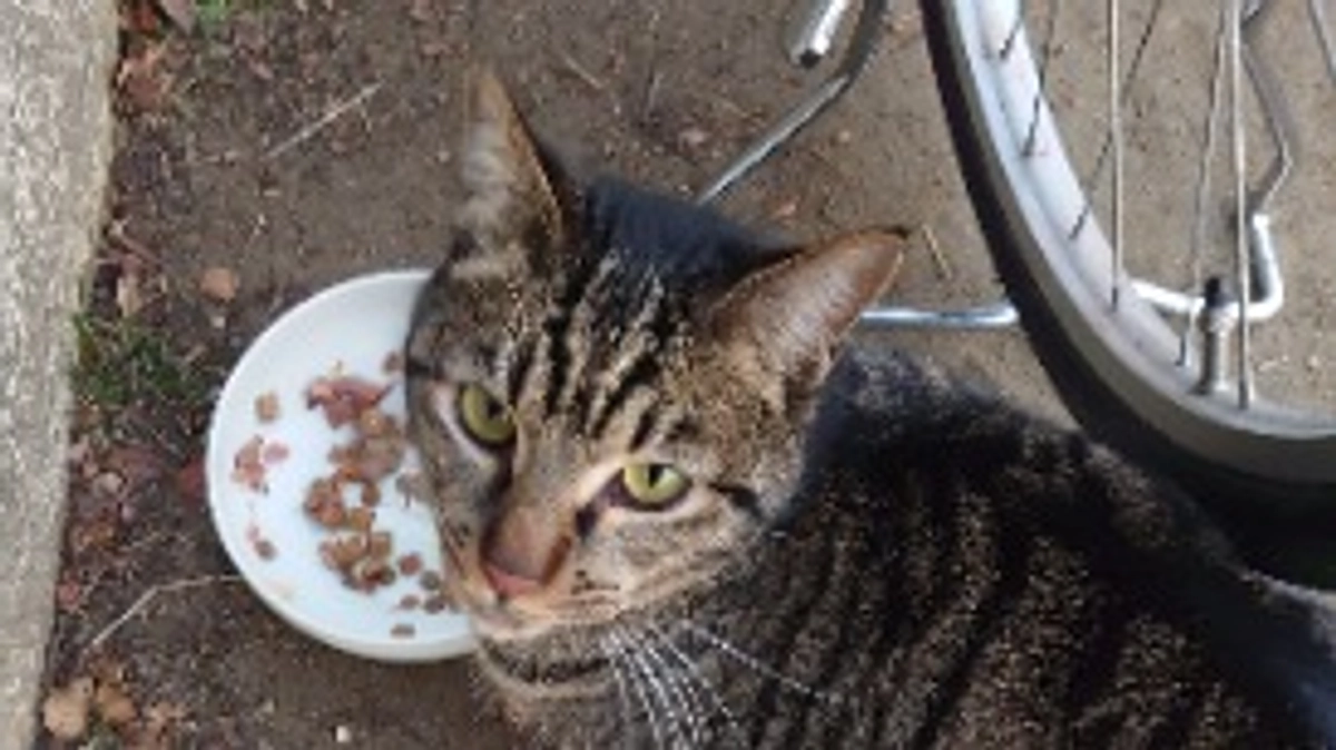 茶トラのトラ男とキジのソラ。