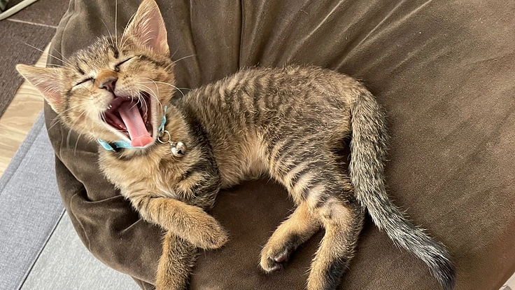 生後１ヶ月でFIP(混合性)を発症したロイ君を助けてください。