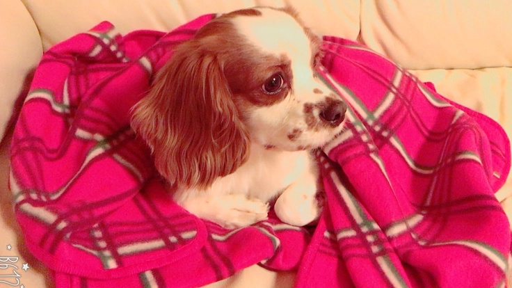 【4月7日手術予定】一部ご援助よろしくお願いいたします。