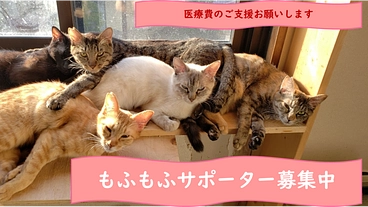 猫と人の共生のためにシェルター存続を！もふもふサポーター募集中 のトップ画像