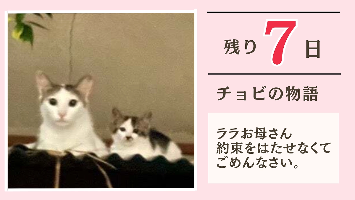 【残り7日】チョビの物語　ララお母さんごめんね、約束が果たせなくて（涙）
