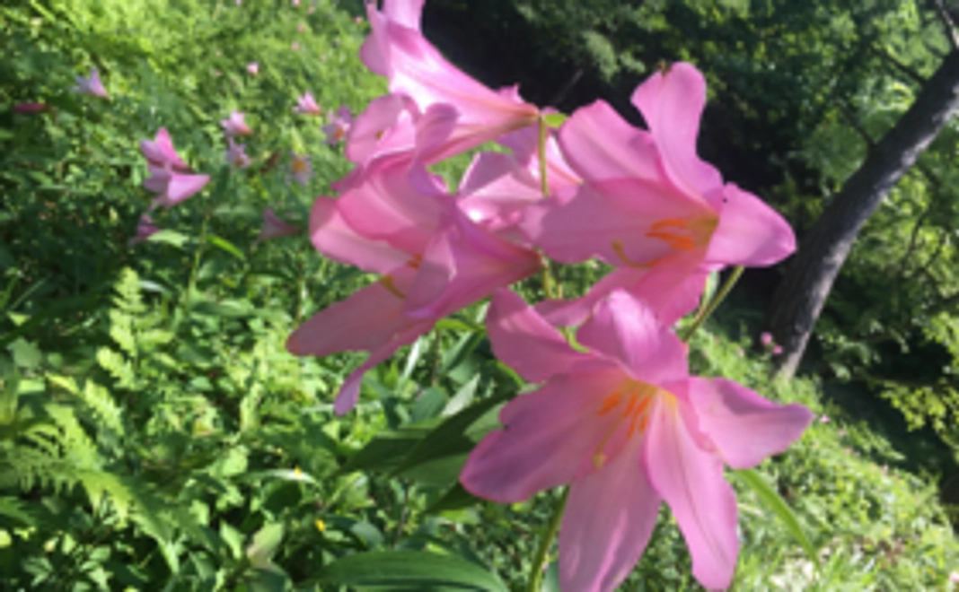 オトメユリ保護のため危険な階段修復