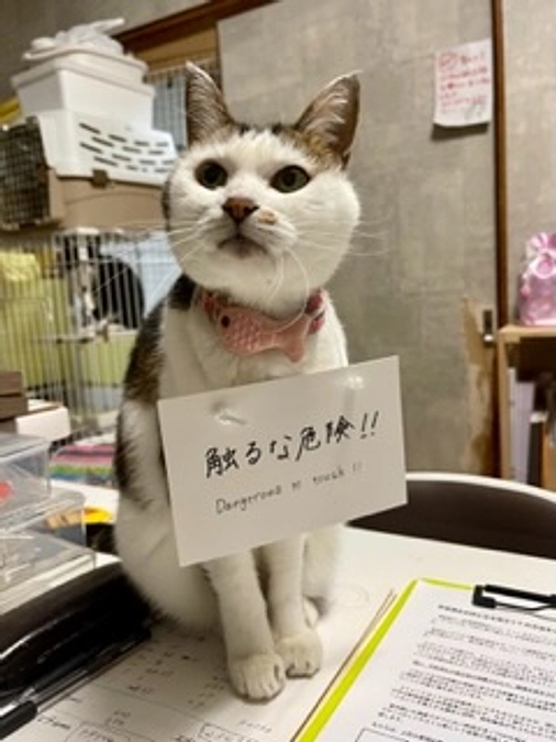 いつも園長の作業を見守ってくれる