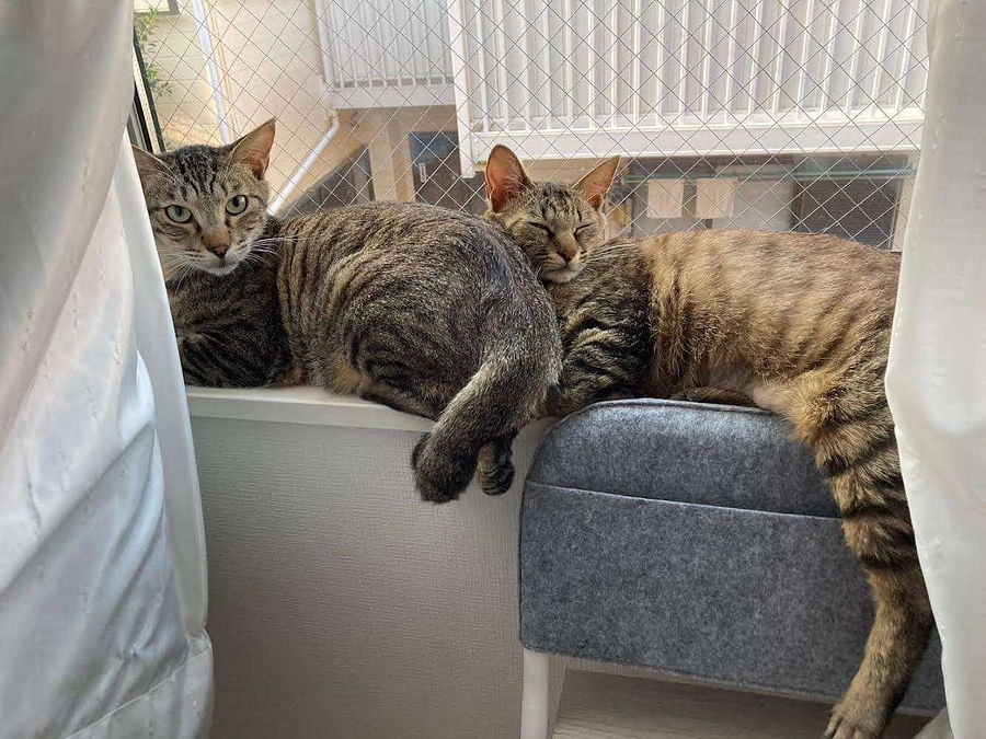 能登からやってきたリオンちゃんともちちゃん、家族全員メロメロで２匹中心の生活に！