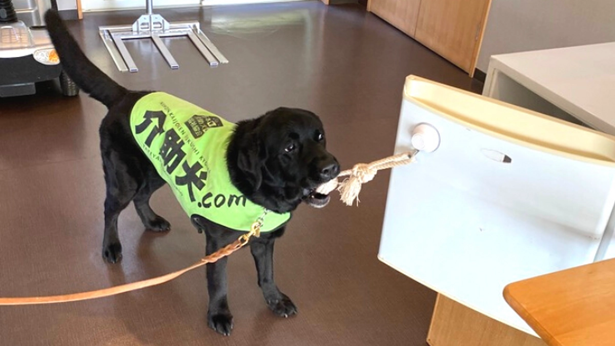 【動画でご紹介！】介助犬が行える作業は多岐にわたります