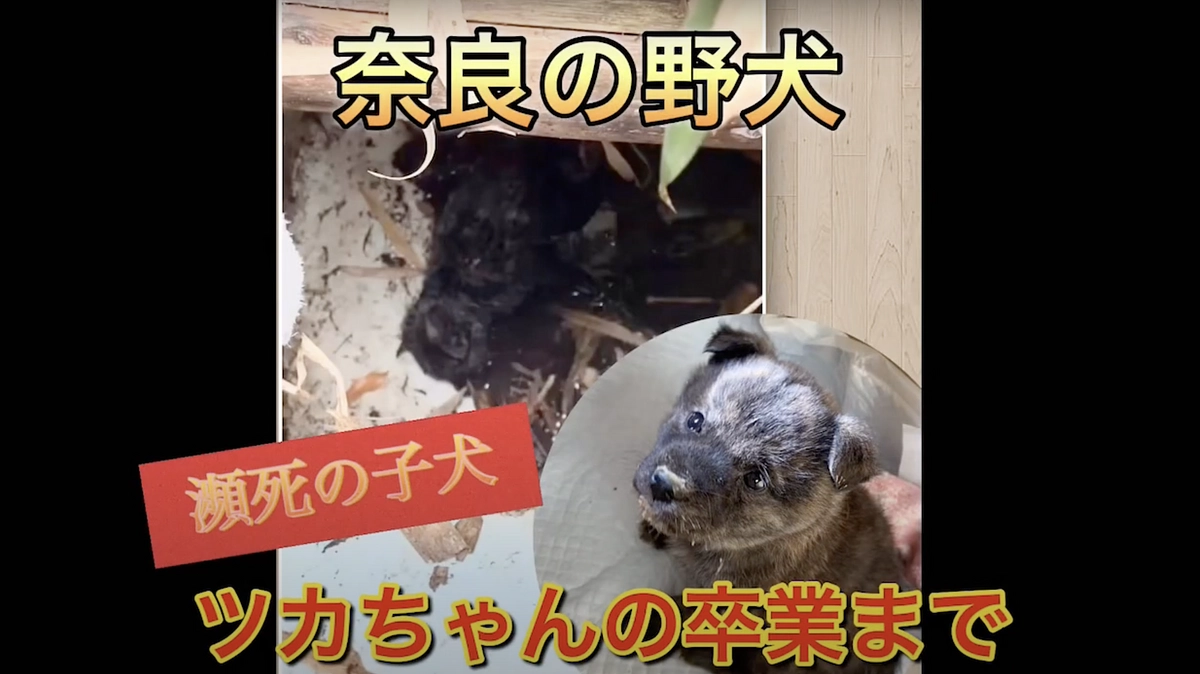 瀕死の状態で保護した奈良の野犬の子犬、ツカちゃんの卒業まで