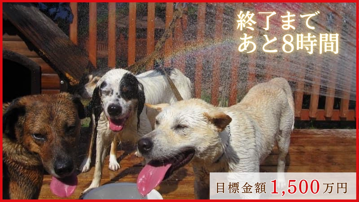 【あと8時間！目標まであと174万円！】皆様からのあたたかい応援コメントをご紹介します