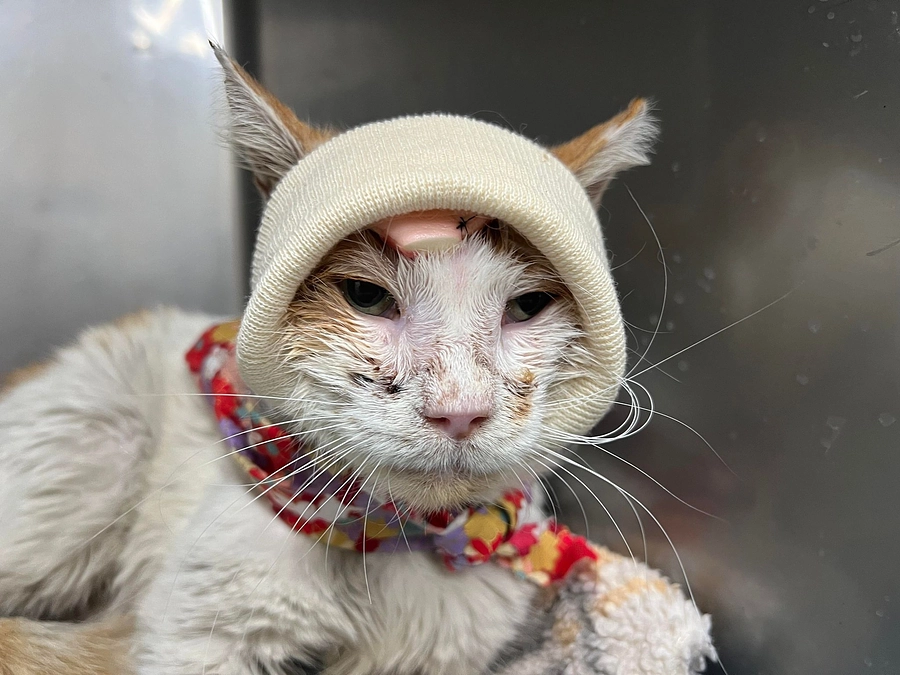 病院スタッフ手作りのお帽子で、傷の治りが早くなってきました！幸ちゃんレポート