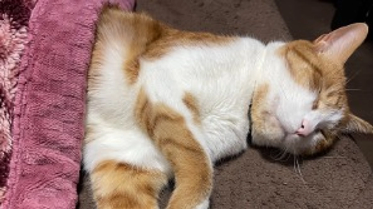 定期検診について