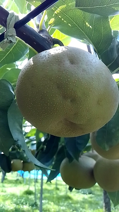 今年はカメムシ