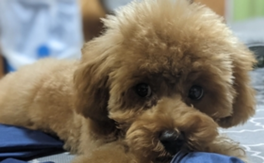 がんばれ！ハク１