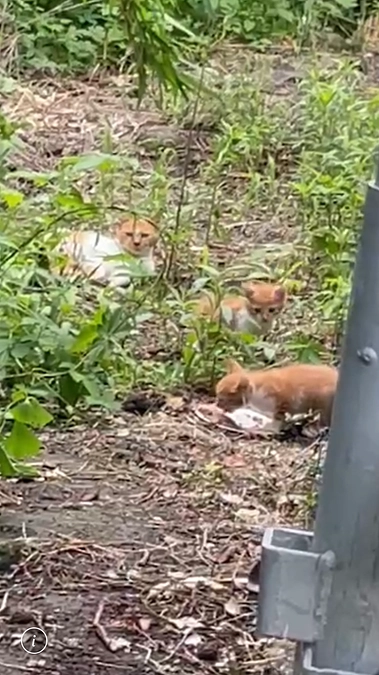 昨日新たにウーシャー子猫2匹が来ました！