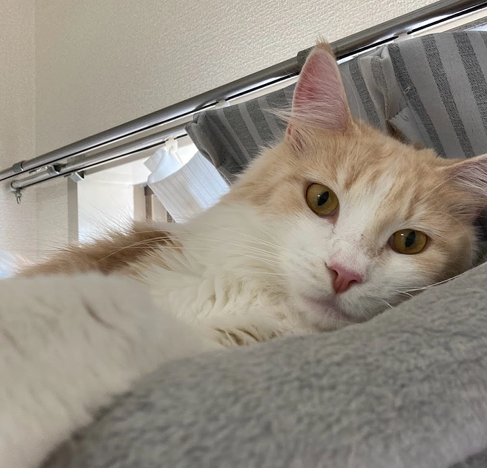 11/7ルイの様子（クラファン終了まで残り10日）