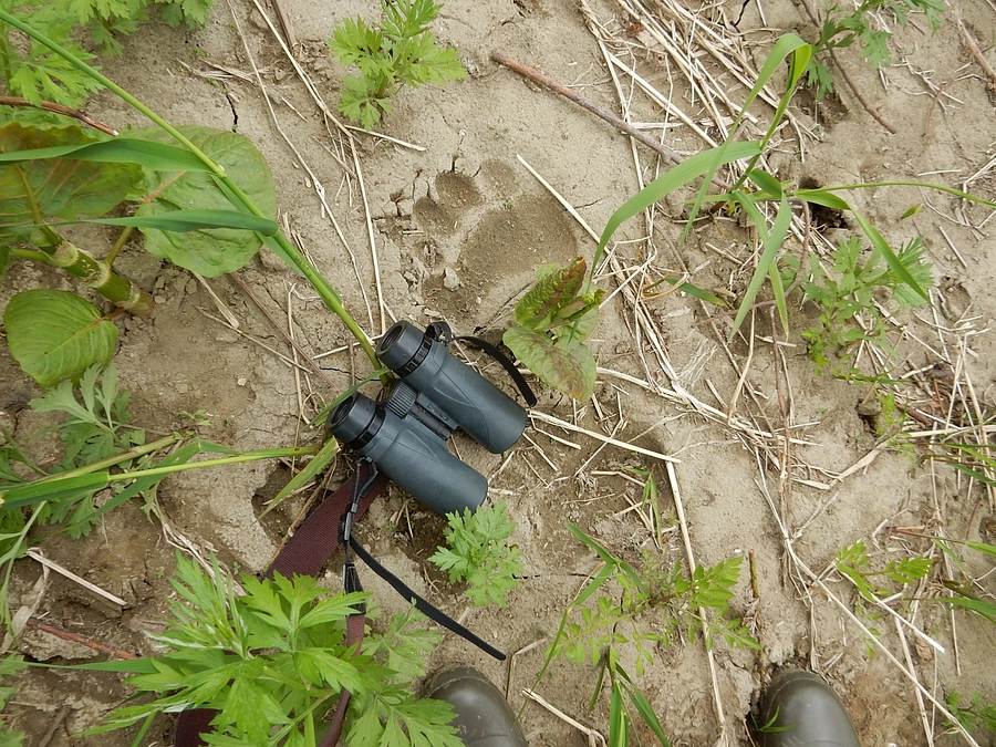 2023年の道北地域のヒグマ調査