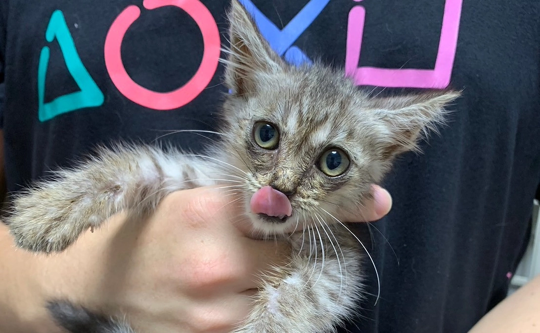 猫達の写真（2枚）