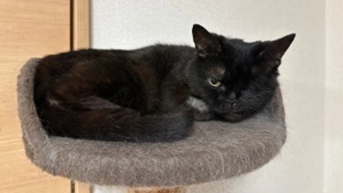 近況報告🐈‍⬛🐈‍⬛②