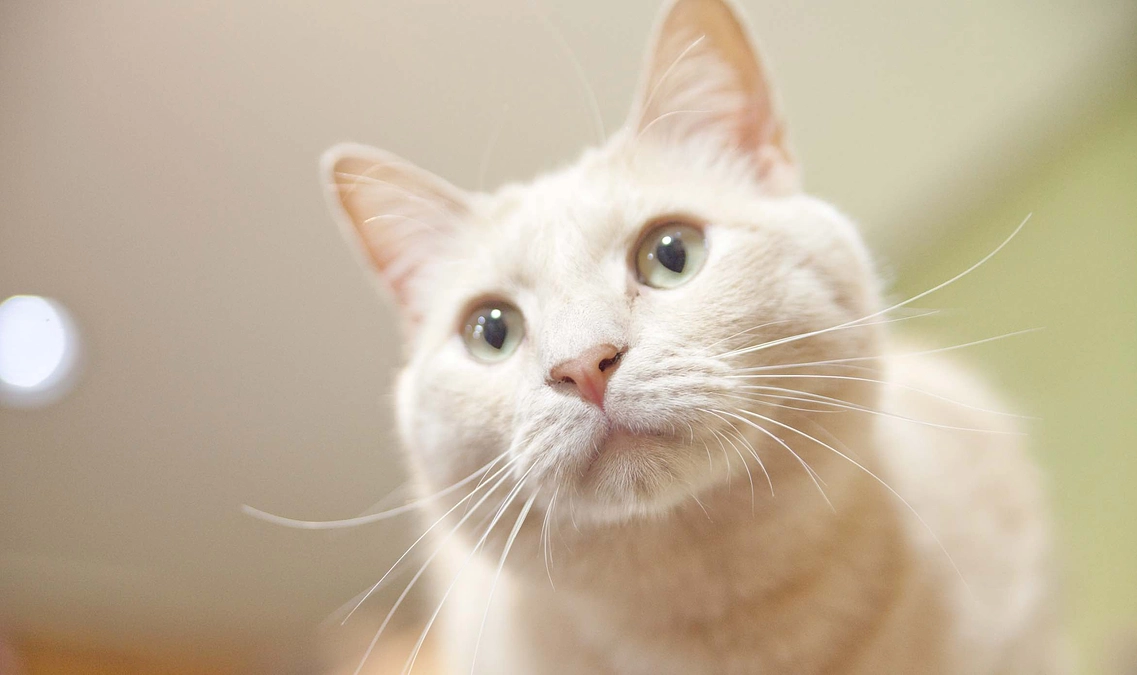 【日頃の感謝】本日満61歳を迎えることができました