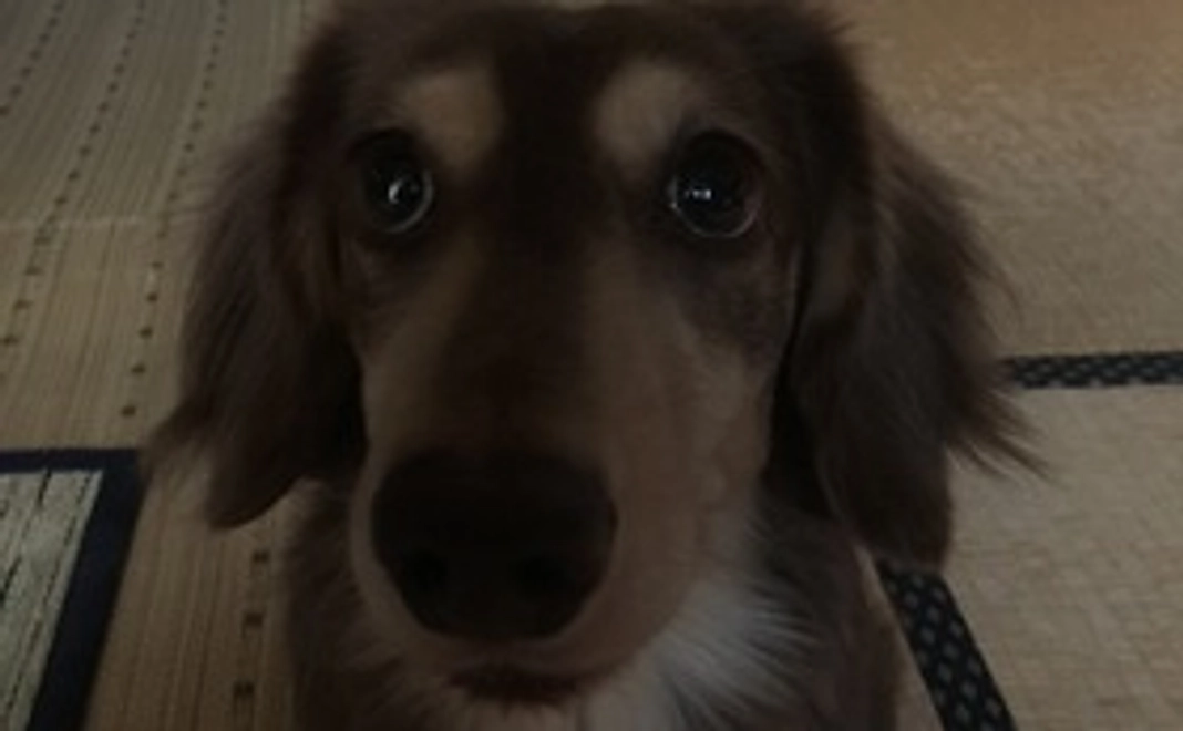 ありがとうございます