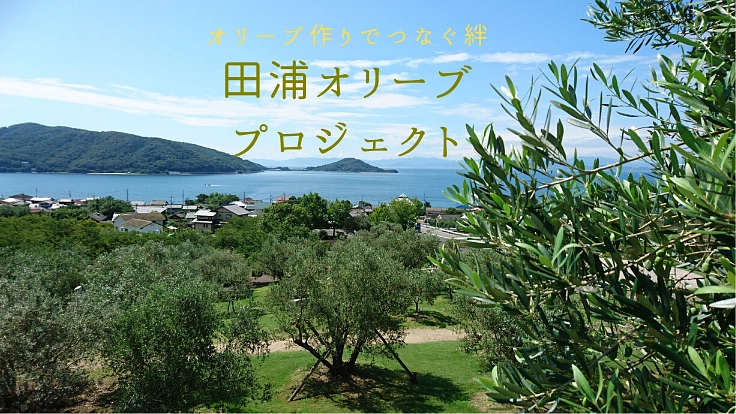 小豆島・田浦に、循環型農業でつくる銀色に輝くオリーブを。