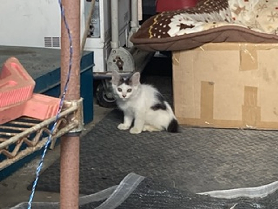 三兄弟のうち二頭保護しました。