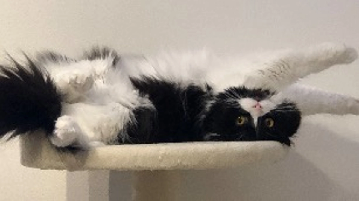 ししゃものクラウドファンディングも残り18日になりました。