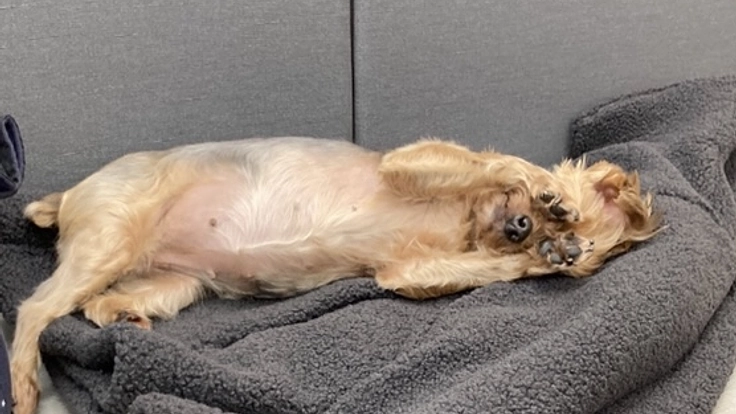 保護犬ももの胸膜腹膜ヘルニア手術•治療費のご支援どうかお願いします 4枚目