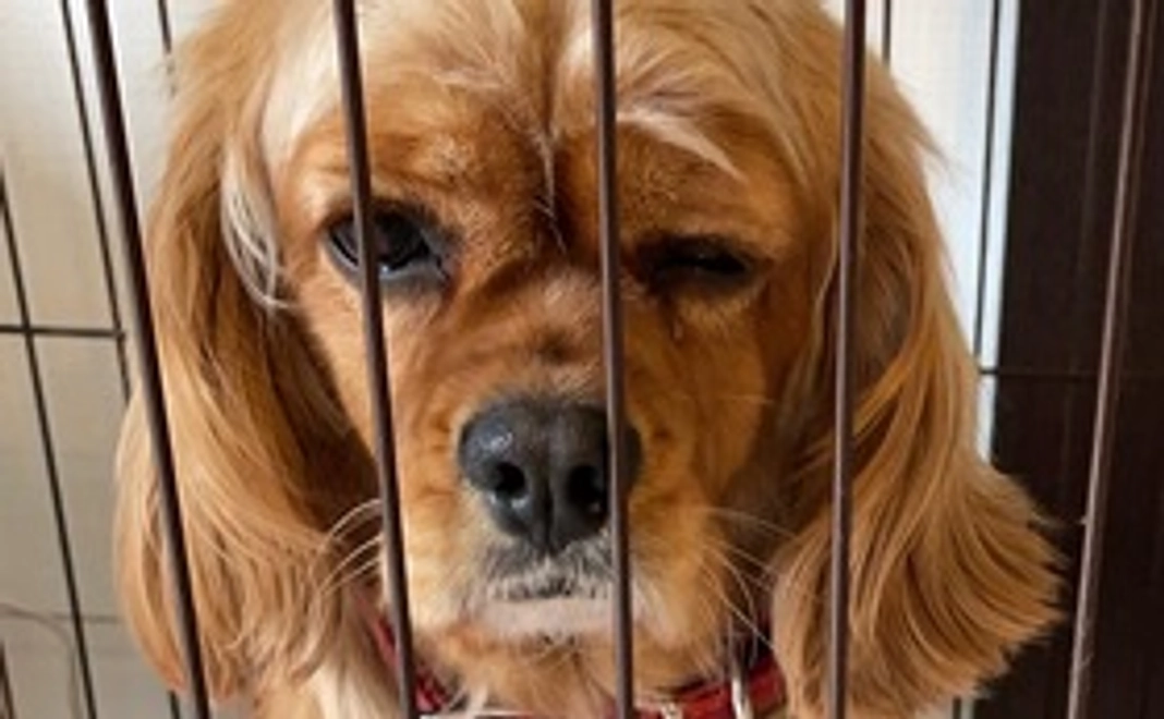 感謝のメールさせていただきます。