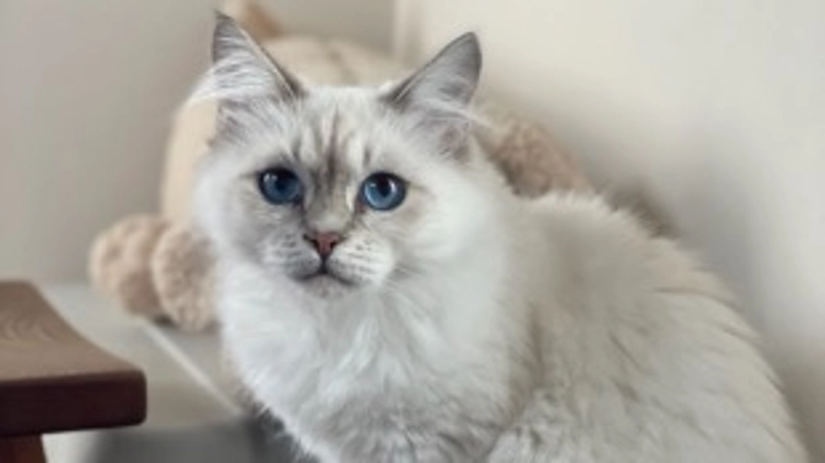 【投薬残り７日　服用中最後の診察と採血】