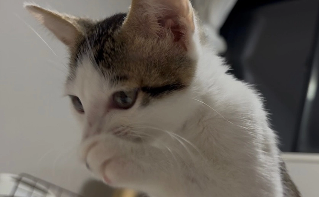 2.感謝のメールと術後のお写真