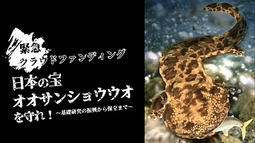 緊急事態！日本の宝・オオサンショウウオ絶滅の危機をみんなで救おう！