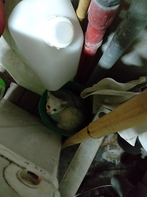 雪ちゃんは川崎医大に迷い込んできた子猫でした